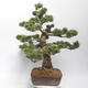 Bonsai im Freien - Pinus parviflora - White Pine - 4/5