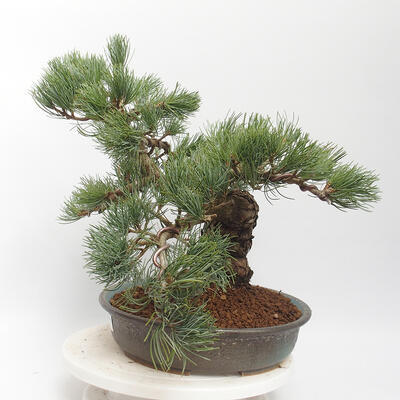 Bonsai im Freien - Pinus parviflora - White Pine - 4