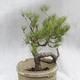 Outdoor-Bonsai Wald -Borovice - Pinus sylvestris - 4/7