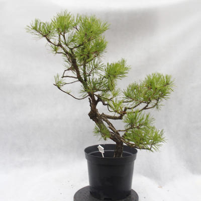 Outdoor-Bonsai Wald -Borovice - Pinus sylvestris - 4