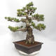 Bonsai im Freien - Pinus parviflora - White Pine - 4/5