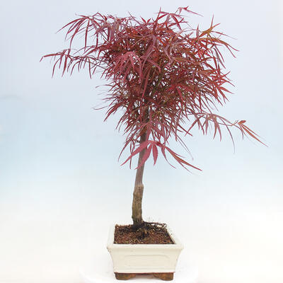 Bonsai im Freien - Acer palmatum RED PYGMY - 4