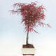 Bonsai im Freien - Acer palmatum RED PYGMY - 4/5