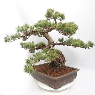 Bonsai im Freien - Pinus parviflora - White Pine - 4
