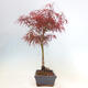 Bonsai im Freien - Acer palmatum RED PYGMY - 4/5
