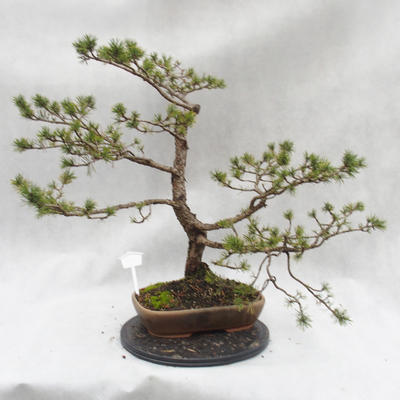 Outdoor-Bonsai Wald -Borovice - Pinus sylvestris - 4