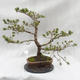 Outdoor-Bonsai Wald -Borovice - Pinus sylvestris - 4/6