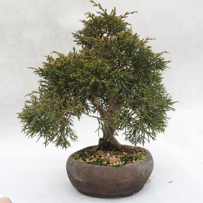 Outdoor-Bonsai - Chinesische Wacholder - Juniperus chinensis - 4