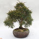 Outdoor-Bonsai - Chinesische Wacholder - Juniperus chinensis - 4/6