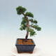 Bonsai im Freien - Juniperus chinensis Kishu-Chinesischer Wacholder - 4/4