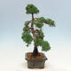 Bonsai im Freien - Juniperus chinensis Kishu-Chinesischer Wacholder - 4/4