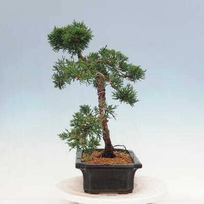 Bonsai im Freien - Juniperus chinensis Kishu-Chinesischer Wacholder - 4