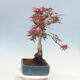 Bonsai im Freien - Acer palmatum Atropurpureum - Roter Palmahorn - 4/5