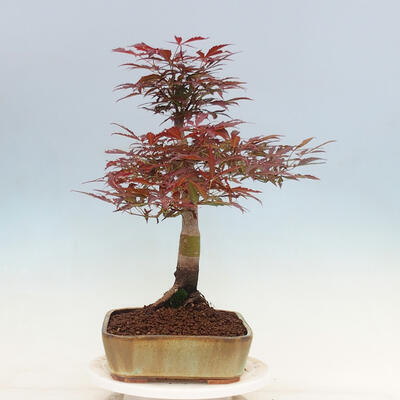 Bonsai im Freien - Acer palmatum Atropurpureum - Roter Palmahorn - 4