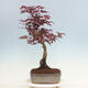 Bonsai im Freien - Acer palmatum Atropurpureum - Roter Palmahorn - 4/5