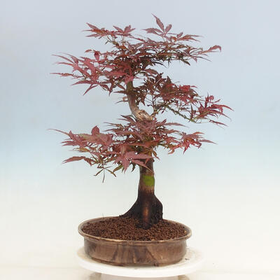 Bonsai im Freien - Acer palmatum Atropurpureum - Roter Palmahorn - 4