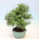 Zimmerbonsai-Pinus halepensis-Aleppo-Kiefer - 4/4
