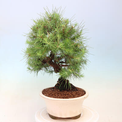 Zimmerbonsai-Pinus halepensis-Aleppo-Kiefer - 4