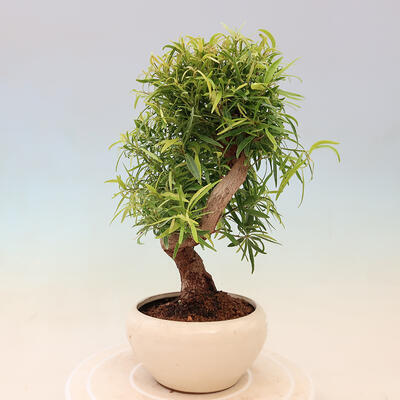 Zimmerbonsai - Ficus nerifolia - kleinblättriger Ficus - 4