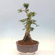 Bonsai im Freien - Acer palmatum Shishigashira - 4/5