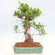 Zimmerbonsai - Ficus kimmen - kleinblättriger Ficus - 4/5