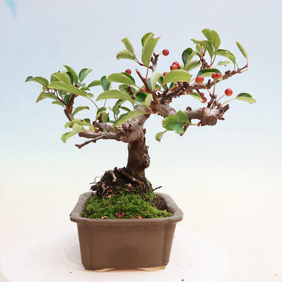 Freilandbonsai - Malus sargentii - Kleinfruchtiger Apfelbaum - 4
