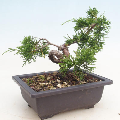 Bonsai im Freien - Juniperus chinensis Itoigawa-chinesischer Wacholder - 4
