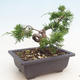 Bonsai im Freien - Juniperus chinensis Itoigawa-chinesischer Wacholder - 4/4