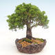 Bonsai im Freien - Juniperus chinensis Itoigawa-chinesischer Wacholder - 4/6