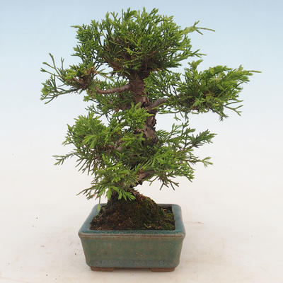 Bonsai im Freien - Juniperus chinensis Itoigawa-chinesischer Wacholder - 4