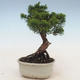 Bonsai im Freien - Juniperus chinensis - chinesischer Wacholder - 4/5
