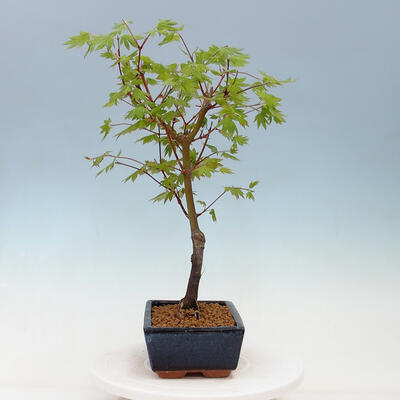 Outdoor Bonsai - Orange Palm Maple - Acer palmatum KATSURA - 4