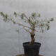 Yamadori - Pinus sylvestris - Waldkiefer - 4/5