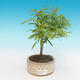 Zimmer bonsai-PUNICA granatum nana-granatapfel - 4/4