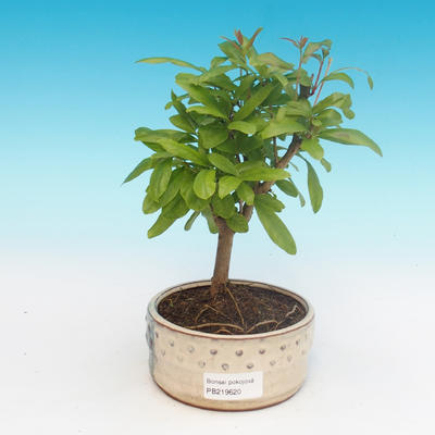 Zimmer bonsai-PUNICA granatum nana-granatapfel - 4