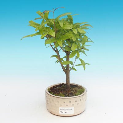 Zimmer bonsai-PUNICA granatum nana-granatapfel - 4