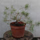 Yamadori - Pinus sylvestris - Waldkiefer - 4/5