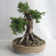 Bonsai im Freien - Juniperus chinensis - chinesischer Wacholder - 4/5