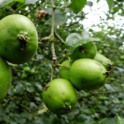 Fruited Malus sylvestris Wälder bis 11 pc - 4