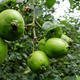 Fruited Malus sylvestris Wälder bis 11 pc - 4/7