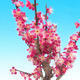 Bonsai im Freien - Japanische Aprikose - Prunus Mume - 4/6