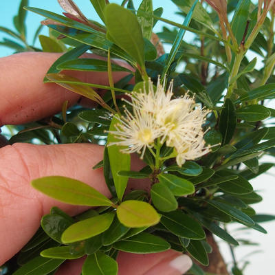 Zimmerbonsai Syzygium -Pimentovník PB217385 - 4