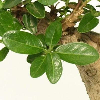 Zimmer Bonsai - Premna microphylla - Kozlovoň malolistá - 4