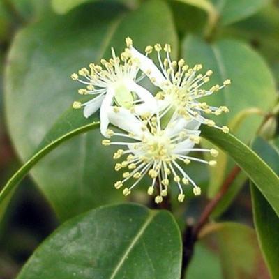 Zimmer Bonsai - australische Kirsche - Eugenia uniflora - 4