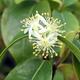 Zimmer Bonsai - Australian Kirsche - Eugenia uniflora - 4/4