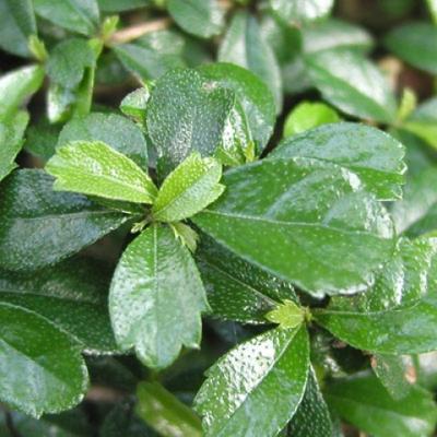 Innenbonsai - Carmona macrophylla - Tee fuki - 4