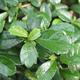 Zimmer-Bonsai - Carmona macrophylla - Tea fuki - 3/5