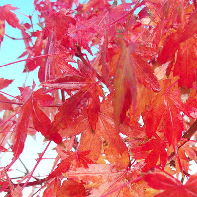 Bonsai-Hain im Freien - Acer palmatum - Palm-Ahorn - 4