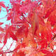 Bonsai-Hain im Freien - Acer palmatum - Palm-Ahorn - 2/2