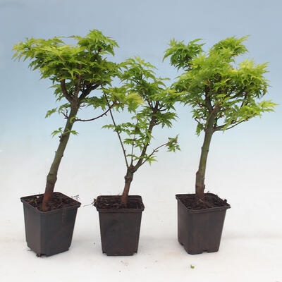 Ahorn - Acer palmatum Shishigashira 1 Stück - 4
